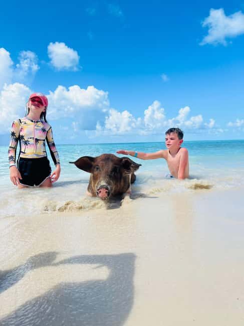 Nassau: Swimming Pigs, Turtles, Snorkel & More - What to Expect from the Nassau Swimming Pigs & Snorkel Tour