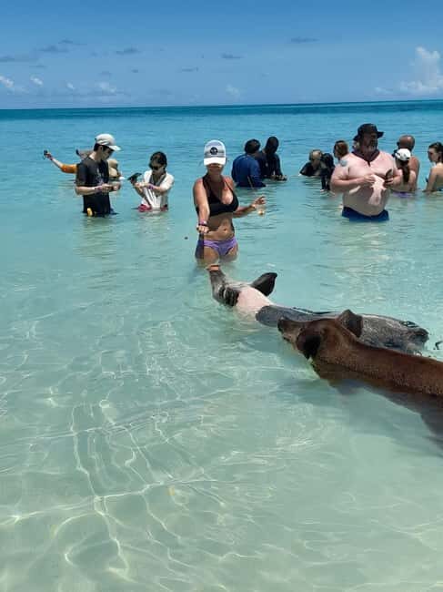 Nassau: Swimming with Pigs, Snorkeling, and Sightseeing Tour - Introduction: Why This Tour Stands Out