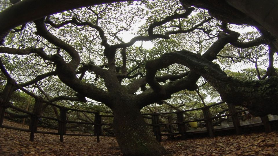 Natal: South Coast Day Tour by 4X4 With Pickup - Scenic Highlights
