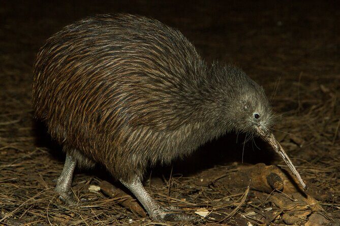 National Aquarium of New Zealand in Napier General Admission - What Visitors Are Saying