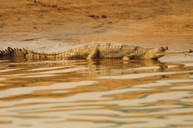 National Chambal Sanctuary and Alligator Day Tour From Agra - Good To Know
