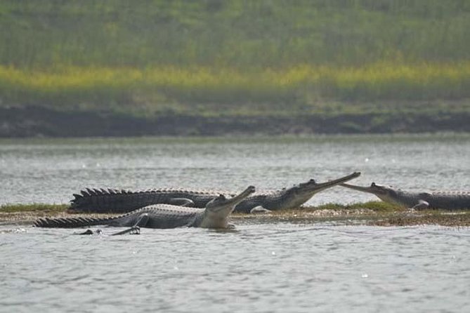 National Chambal Sanctuary and Alligator Day Tour From Agra - Bateshwar Temples Experience