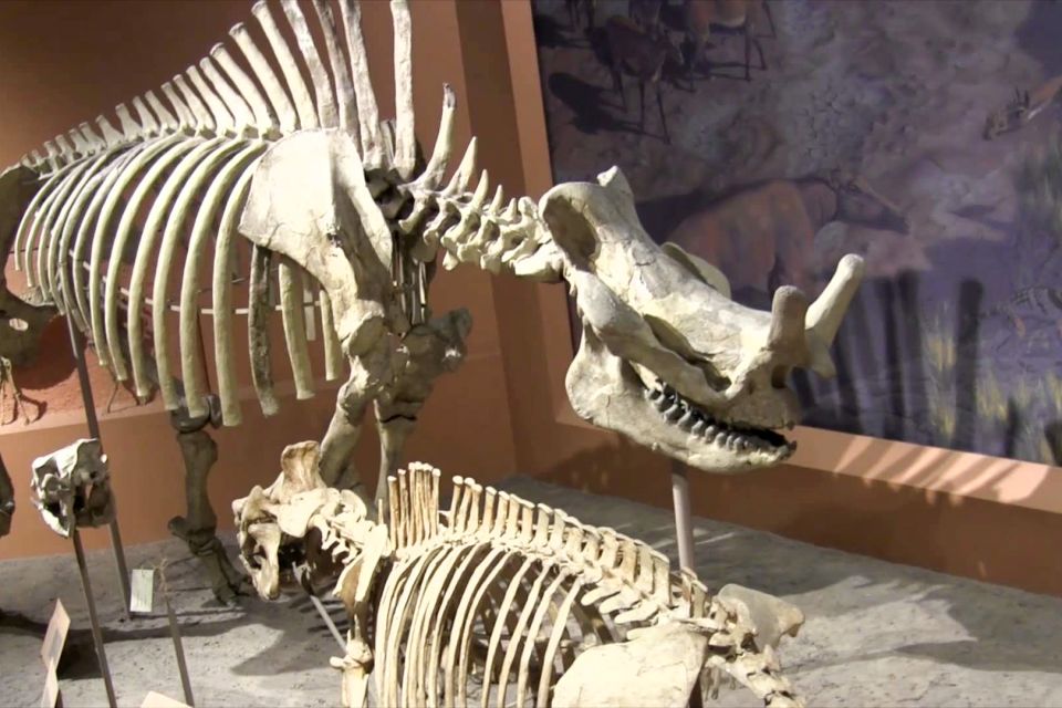 National Museum of Natural History Guided Tour - Security and Dress Code