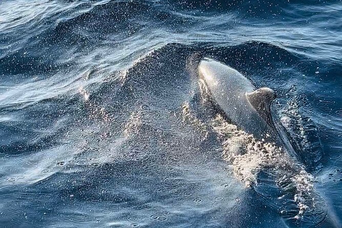 National Park Brijuni Tour From Pula With Dolphins, Sunset&Dinner - Meeting & Pickup Details