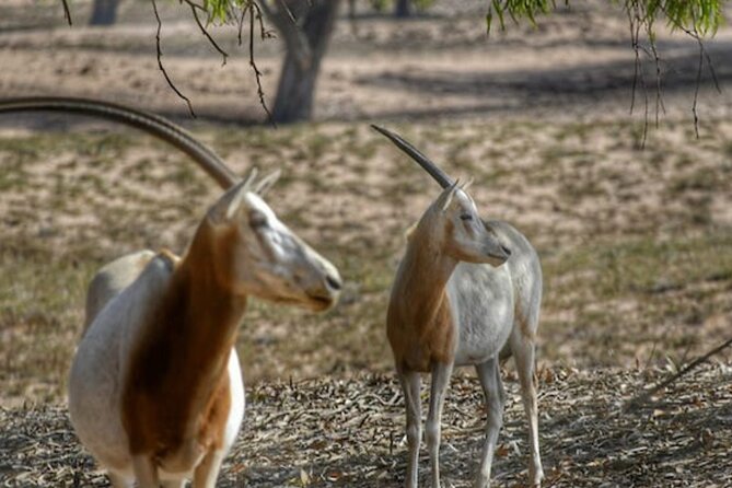 National Park Privat Safari Tour From Agadir and Taghazout - Local Interactions