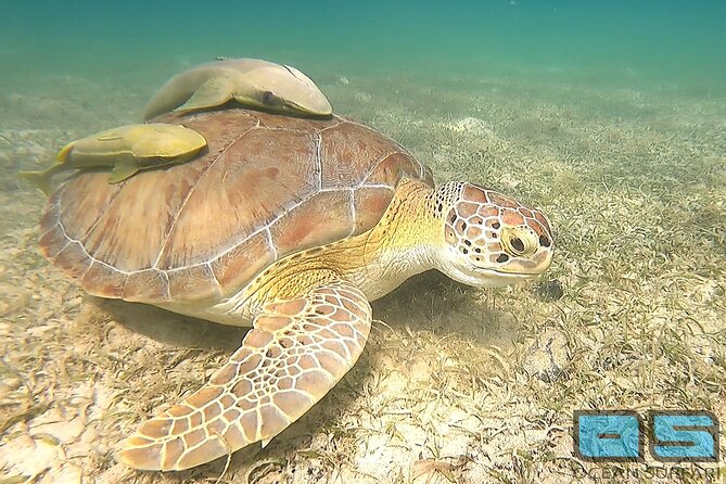 National Park Snorkeling Excursion - Review Highlights