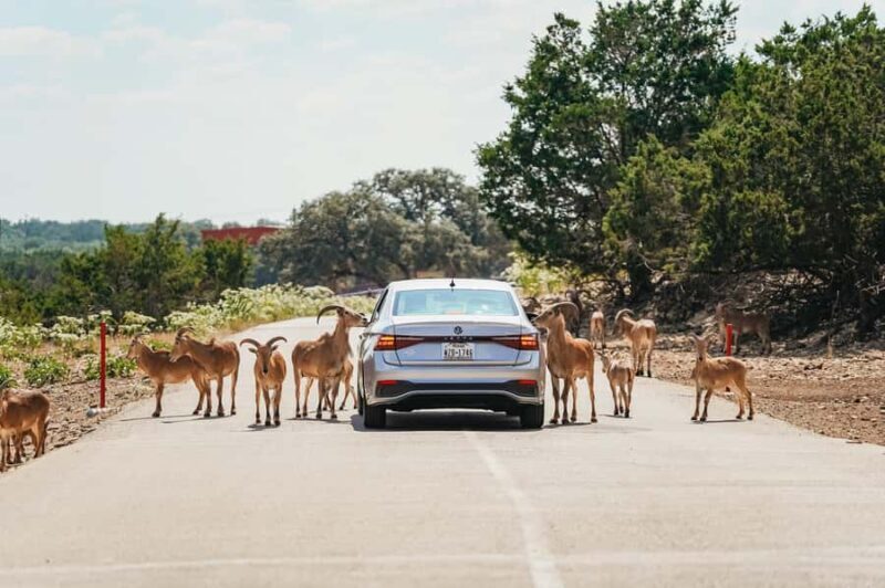 Natural Bridge Wildlife Ranch: Self-Guided Safari Drive-Thru - An Honest Look at the Safari Experience