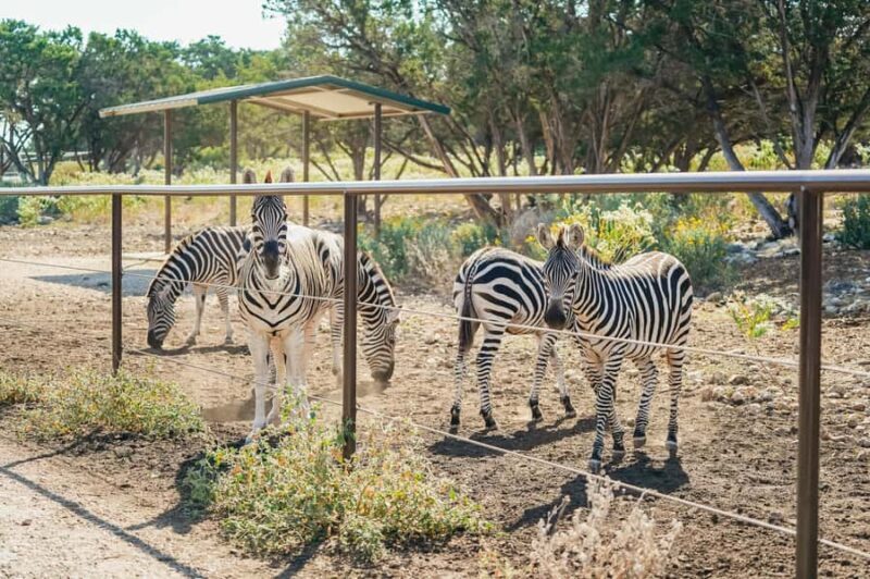 Natural Bridge Wildlife Ranch: Self-Guided Safari Drive-Thru - Who Will Love This Experience?