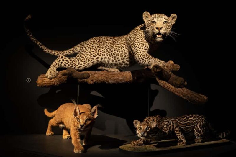 Natural History Museum LA: Entry + Fierce! The Story of Cats - Key Points