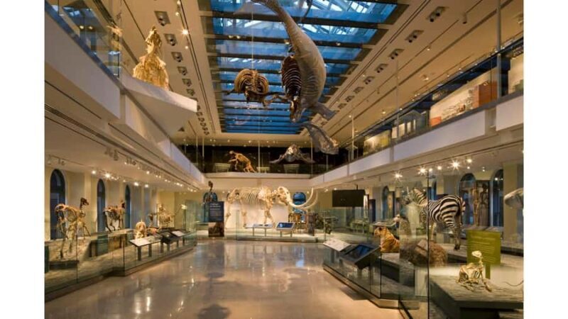 Natural History Museum LA: Entry + Fierce! The Story of Cats - Who Would Enjoy This Tour?
