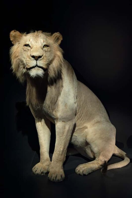 Natural History Museum LA: Entry + Fierce! The Story of Cats - FAQ