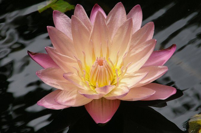 Natural Wonders of Barbados Small-Group with Harrison's Cave - FAQ