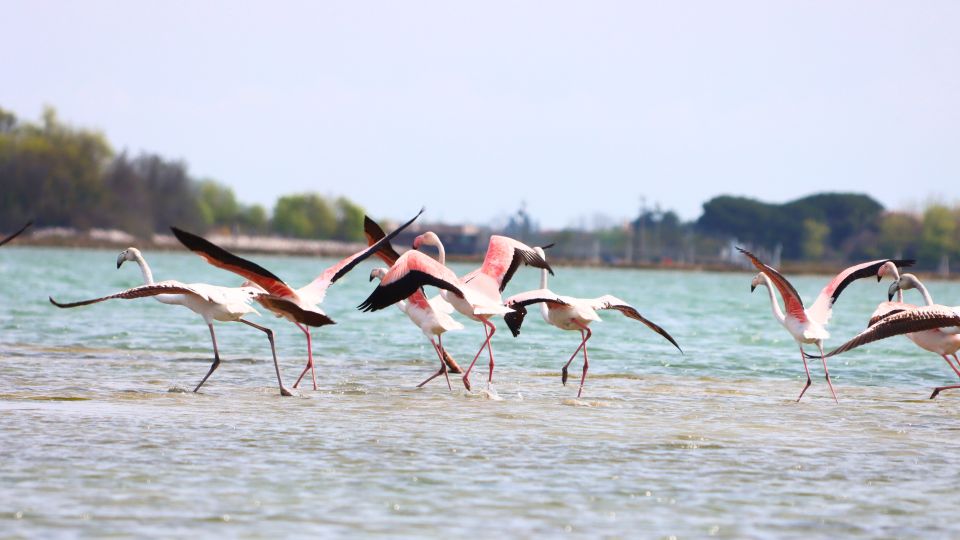 Naturalistic Kayak Class in Venice: Training in the Lagoon - Booking and Cancellation Policy