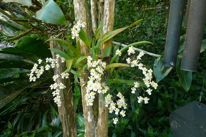 Nature and Sightseeing Tour at Phantasea Tropical Botanical Garden - Reviews and Feedback