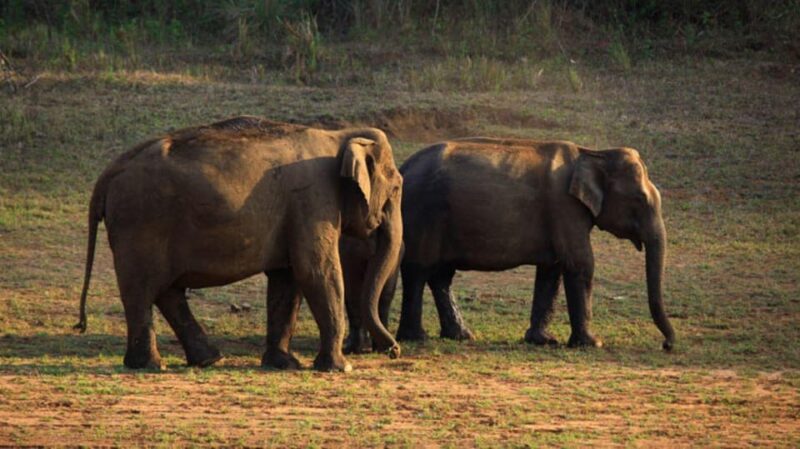 Nature Beauty, Backwater of Kerala Tour (05 Nights/06 Days) - Daily Itinerary