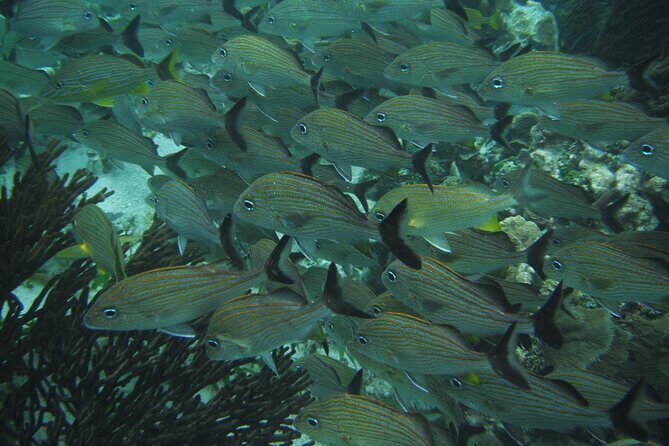 Nature Day, Sian Kaan Biosphere Tour! Round Transportation from Tulum City - The Sum Up