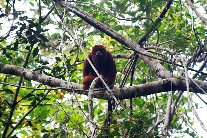 Nature in Its Pure Form - Alto Mayo 3d/2n - Discovering the Captivating Wildlife Encounters