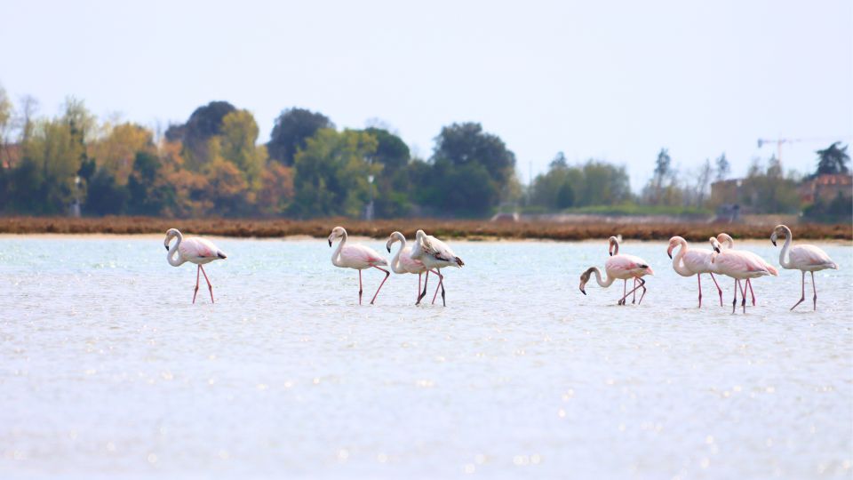 Nature Kayak Tour: Exploring Europes Largest Lagoon - Who Will Love This Tour?