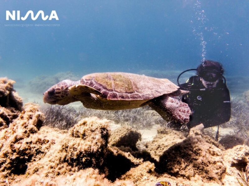 Naxos: Discover Scuba Dive with Nima Dive Center - FAQ