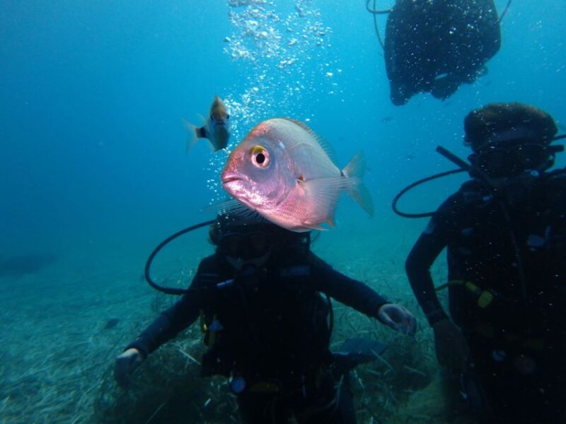 Naxos: Discover Scuba Diving - Your First Experience Diving - Diving Experience