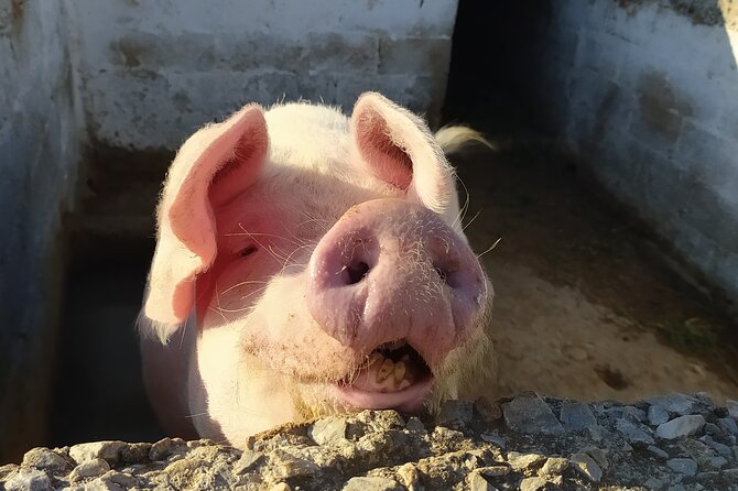 Naxos Farm Experience - Included Amenities