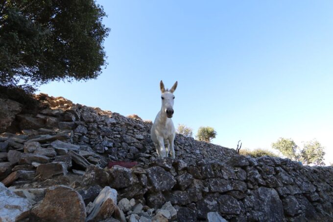 Naxos: Hike to the Top of Mount Zas With a Guide - Explore Naxos Highest Peak