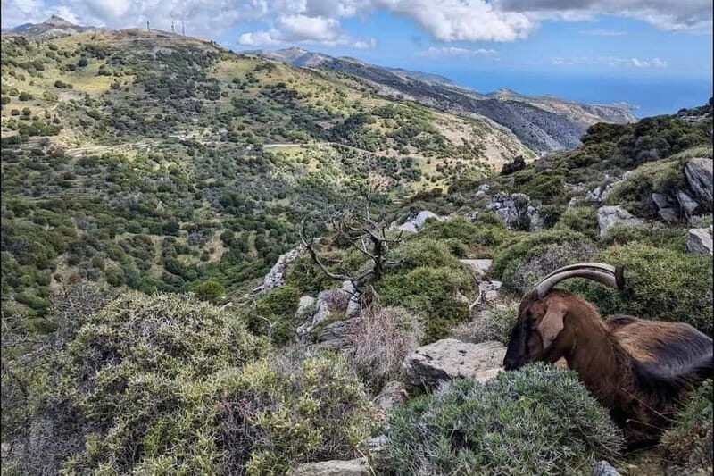 Naxos Hiking in Mount Zas - Detailed Itinerary and Experience Breakdown