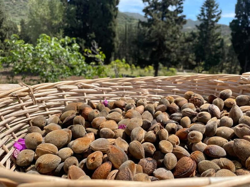 Near Cagliari: Almond Blossom Magic at "In Our Garden" (new) - Who Will Love This Tour?