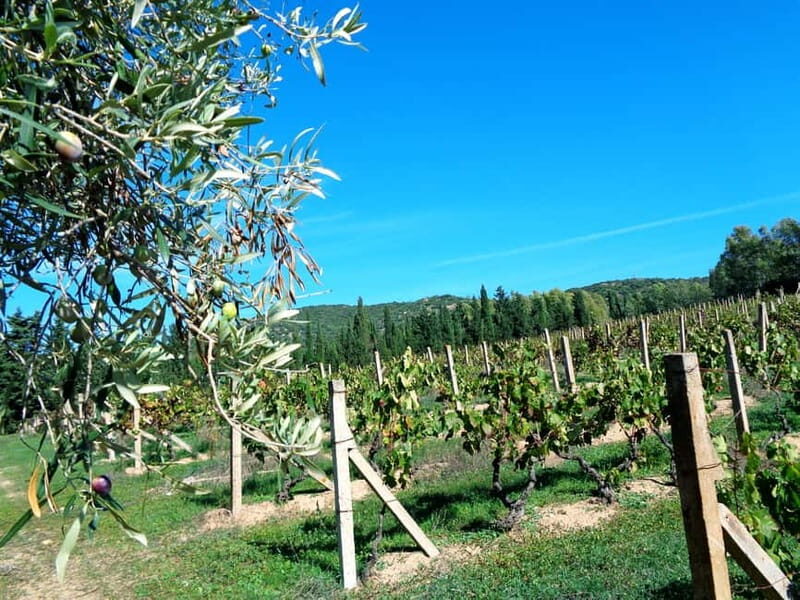 Near Cagliari: The World of Natural Wine at "In Our Garden" - Near Cagliari: The World of Natural Wine at "In Our Garden"