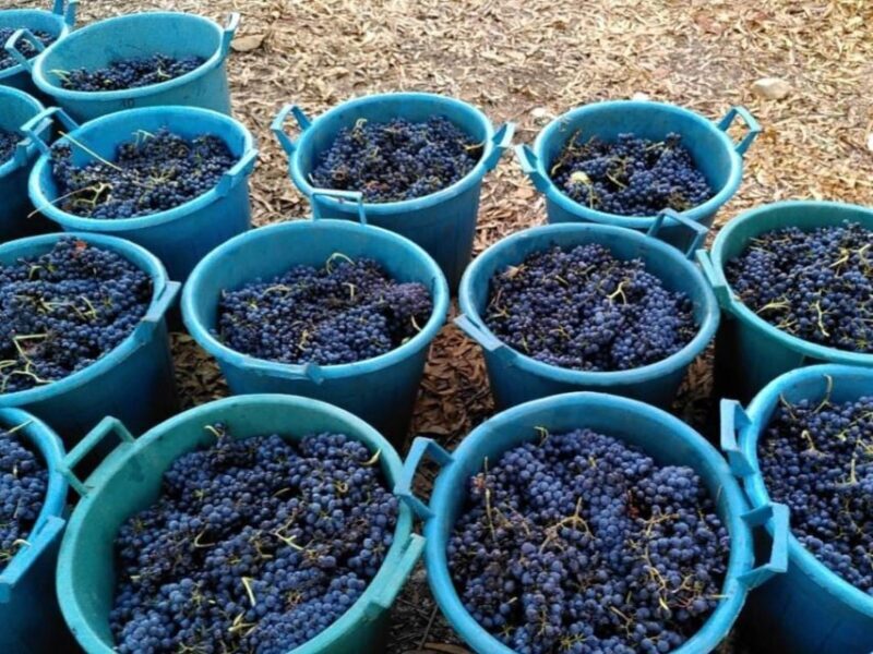 Near Cagliari: The World of Natural Wine at "In Our Garden" - FAQs