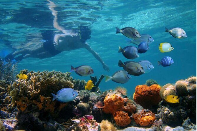 Negril Glass Bottom Boat Tour Snorkeling and Booby Cay - The Value for Money and Overall Impression  