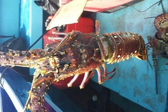 Negril Lobster Lunch on Booby Cay & Snorkeling To a Sunken Cannon - FAQs