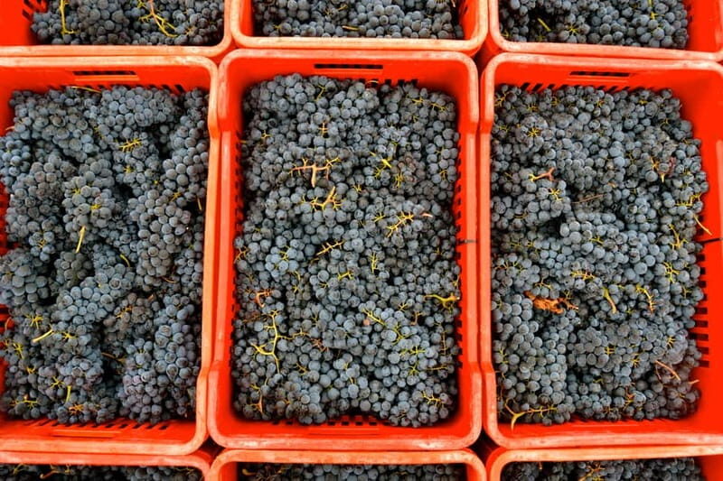NEIVE: WINERY TOUR AND TASTING 5 WINES - The Practicalities: How It Works