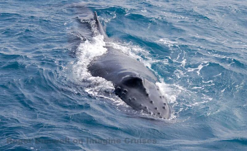 Nelson Bay: Whale and Dolphin Watching Catamaran Cruise - A Detailed Look at the Nelson Bay Whale and Dolphin Watching Cruise