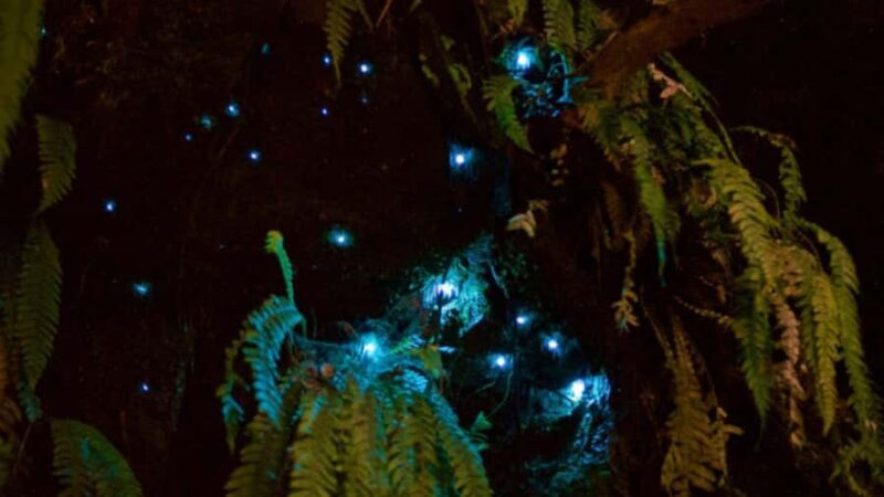 Nelson: Brook Waimrama Sanctuary Guided Night Walk - What to Expect on Your Night Walk