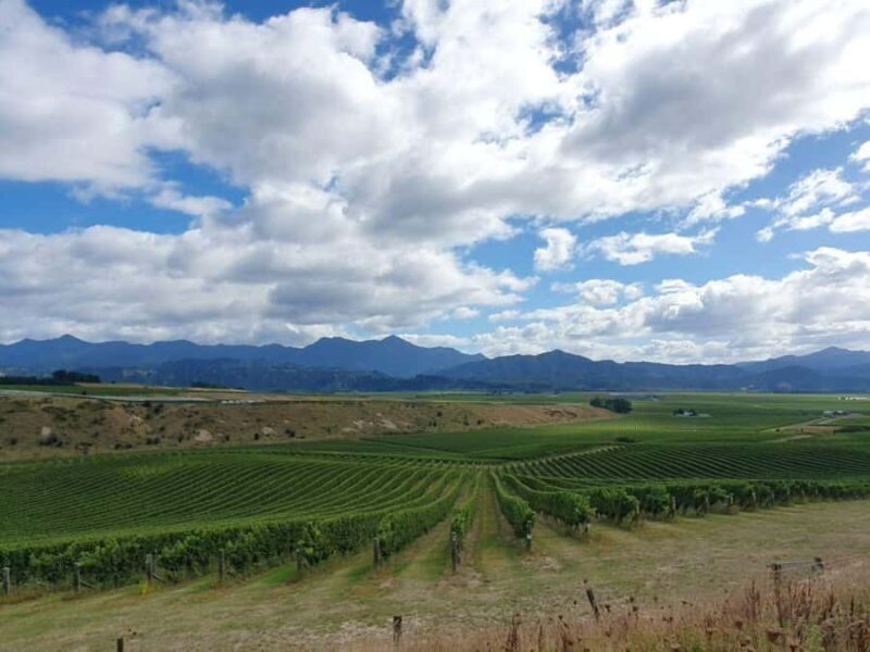 Nelson: Wine Tour with Tastings and Lunch - Who Should Consider This Tour?