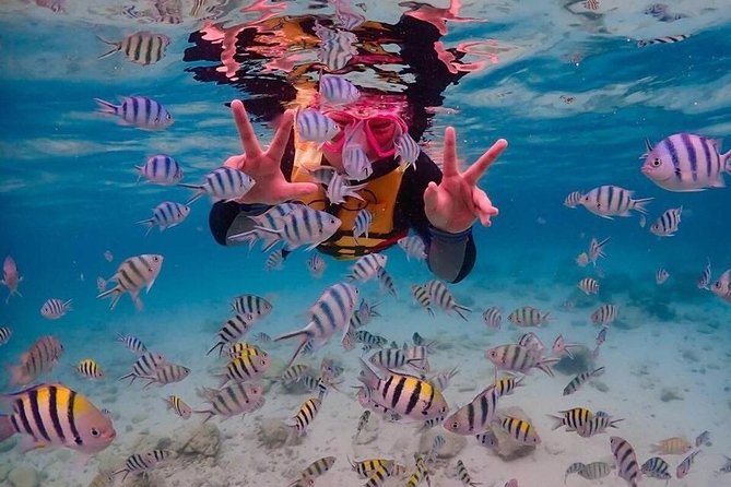Nemo Island Experience With Drone Photos and Lunch - Health and Safety Considerations