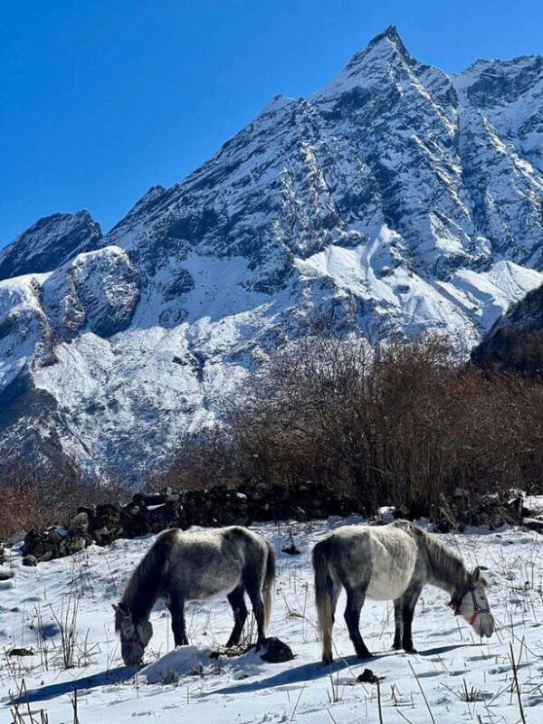Nepal : 15 Days Manaslu Circuit Trek - Accommodation & Meals