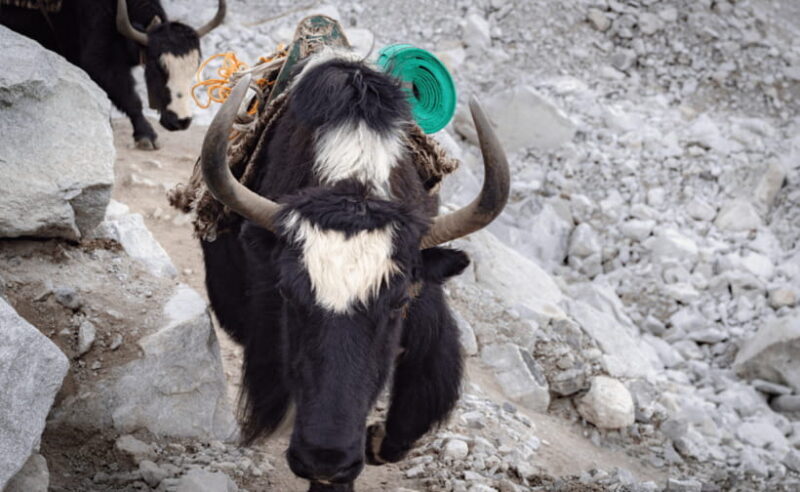 Nepal: Everest Base Camp Trek - FAQs
