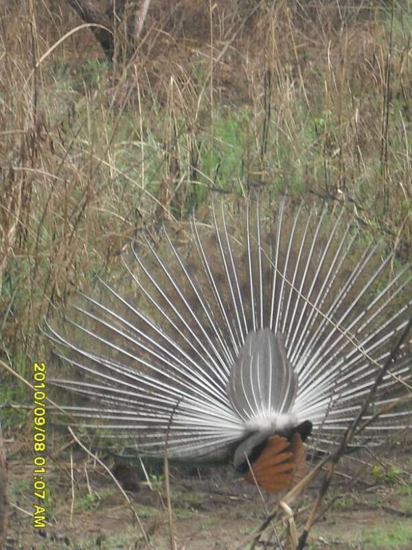 Nepal: Kathmandu and Chitwan National Park Tour - Exploring Kathmandu: The City Sights