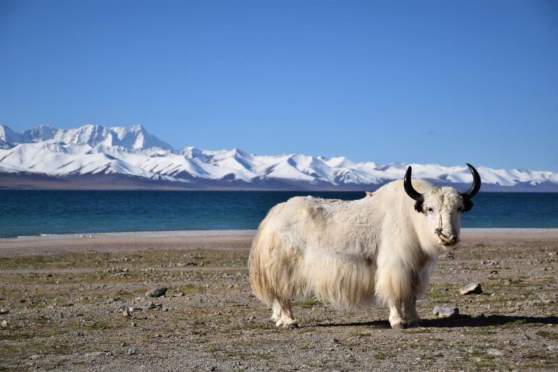 Nepal Tibet Tour 8 Days - Exclusions