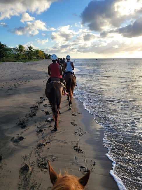 Nevis: Private Horseback Ride and Swim in the Caribbean Sea - Who Will Love This Tour?