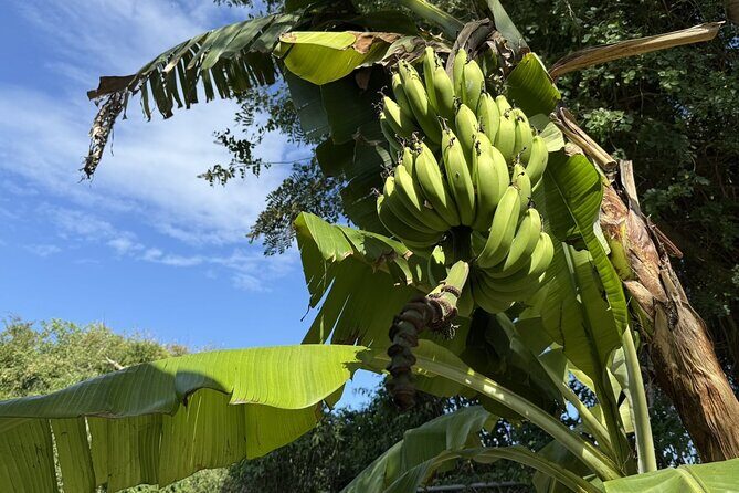 NEW! Authentic Bahamian Cooking and Cocktails with Transfers - FAQ