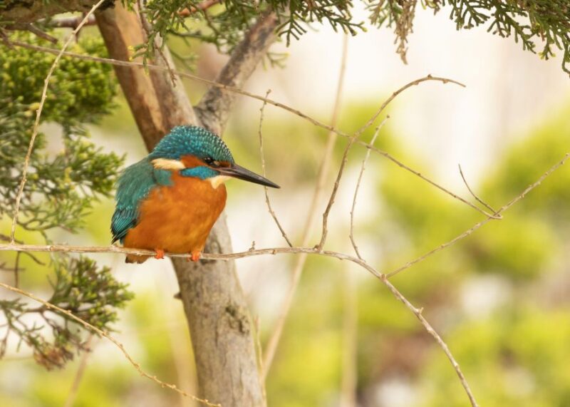 New Forest Discovery Walk (Lymington) - Good To Know