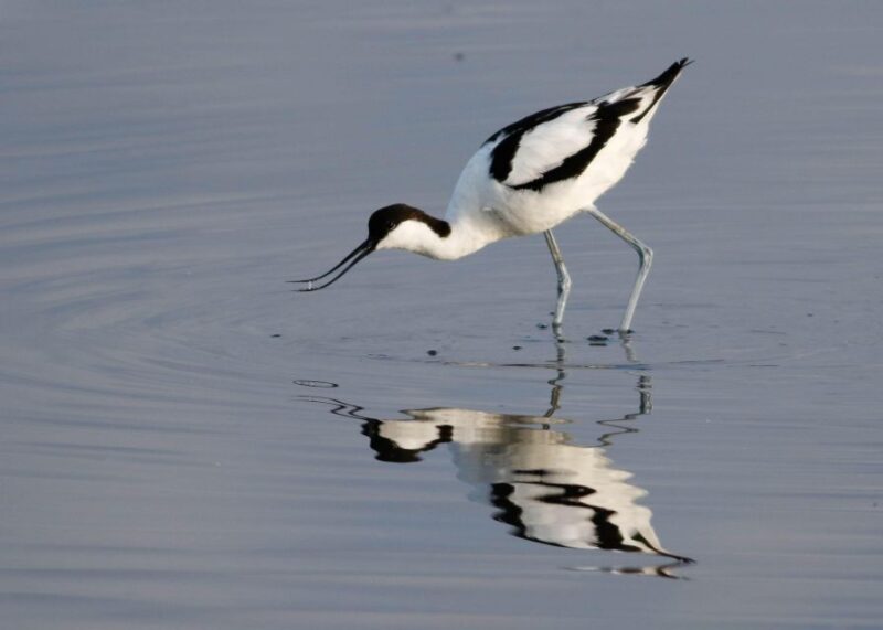 New Forest Discovery Walk (Lymington) - Highlights and Experiences