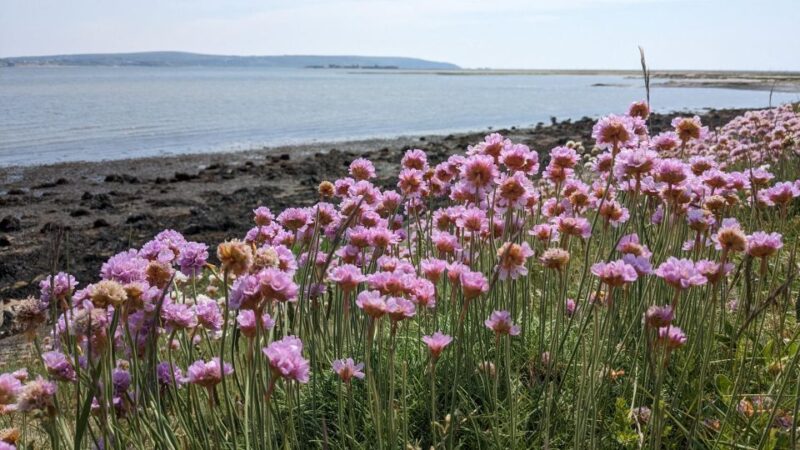 New Forest Discovery Walk (Lymington) - Accessibility and Accommodations