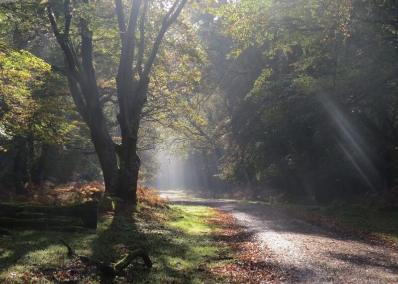 New Forest Discovery Walk (Lyndhurst) - Good To Know