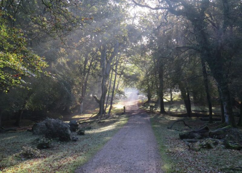 New Forest Discovery Walk (Lyndhurst) - Booking Information