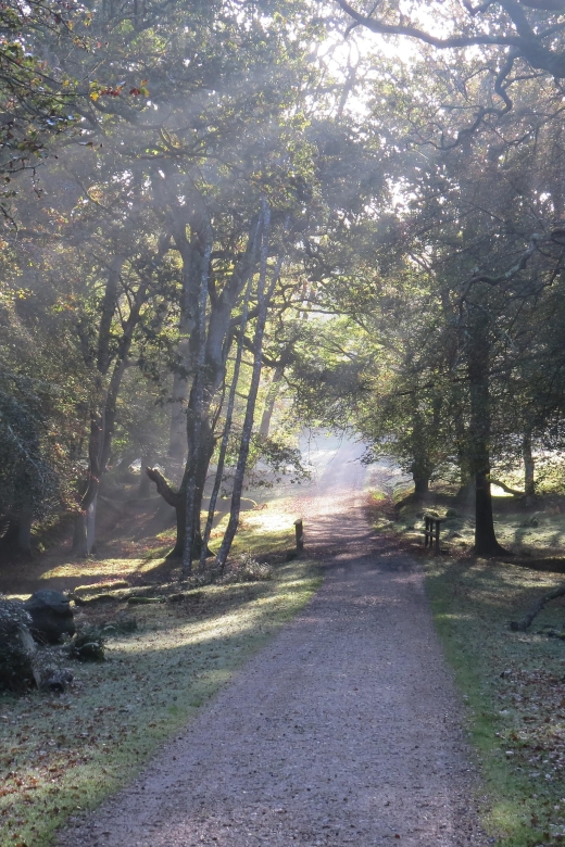 New Forest Discovery Walk (Lyndhurst) - Experience Highlights
