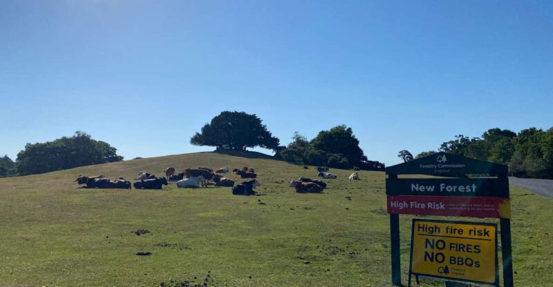 New Forest Discovery Walk (Lyndhurst) - Walk Details